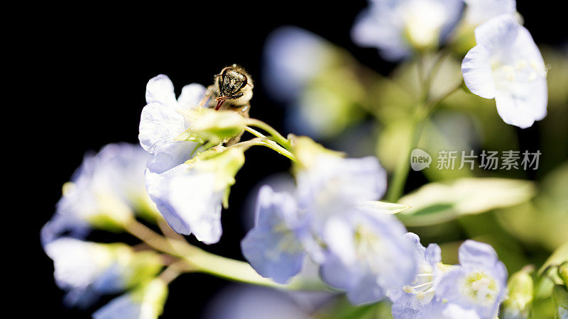 Jacob' sladder Polemonium Flower上的花粉覆盖的蜜蜂